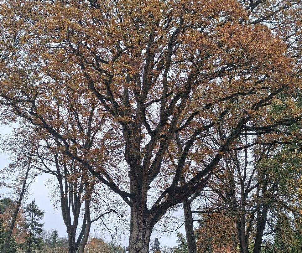 Batsford Arboretum-莫顿因马什必去景点