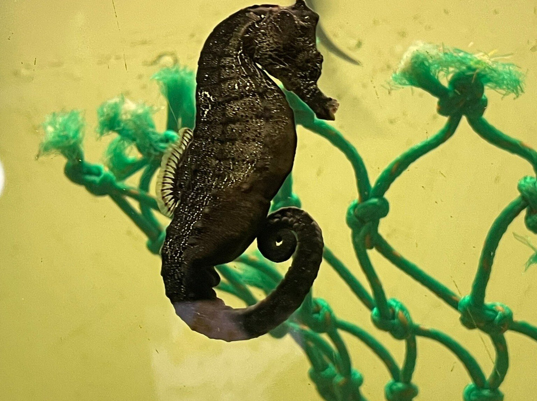 Seahorse World-Beauty Point必去景点