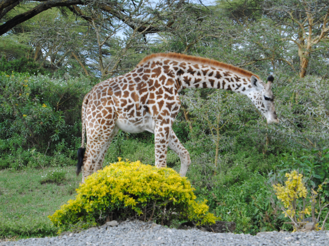 Morningstar Tours and Travel-Syokimau必去景点