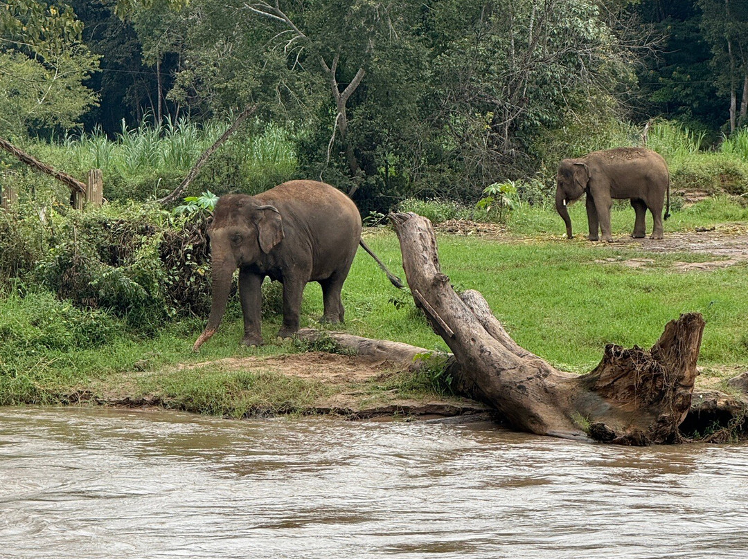 Living Green Elephant Sanctuary-清迈必去景点