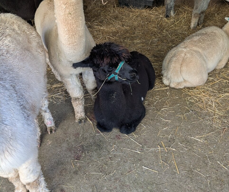 Charnwood Forest Alpacas-Boundary必去景点