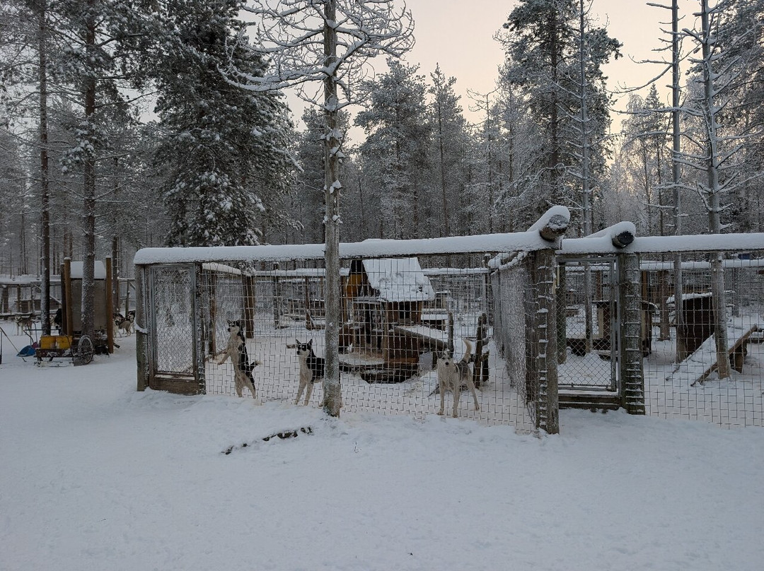 Arctic Borealis Huskies