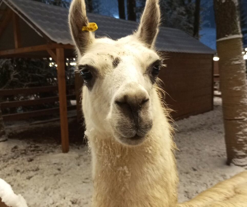 Alpaca Park