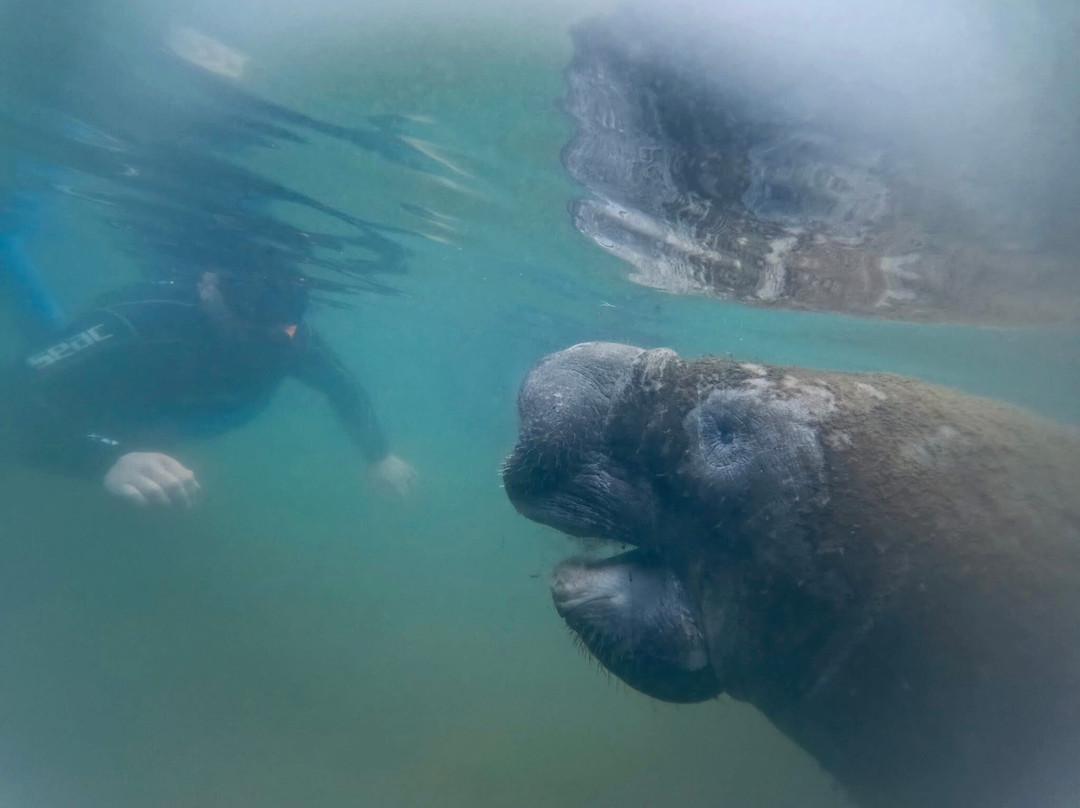 Fun 2 Dive Manatee Tours-克里斯特尔里弗必去景点