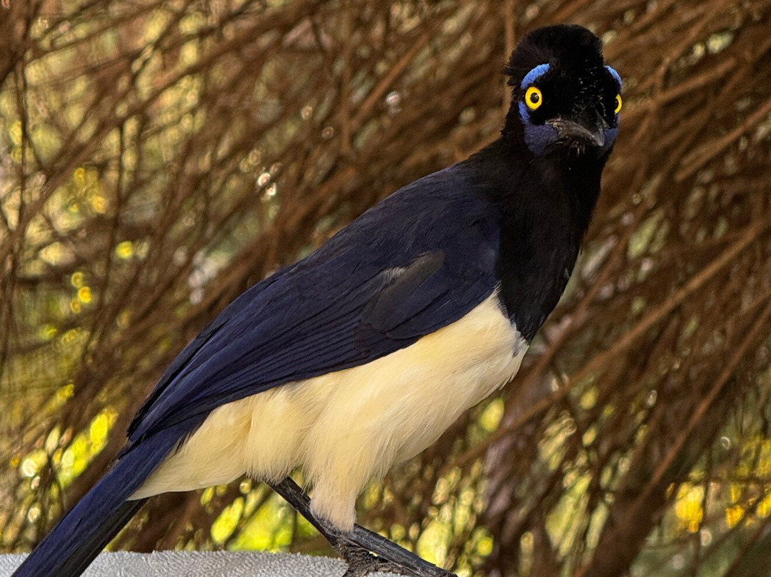 Hotel Fazenda Cliv Sol主图