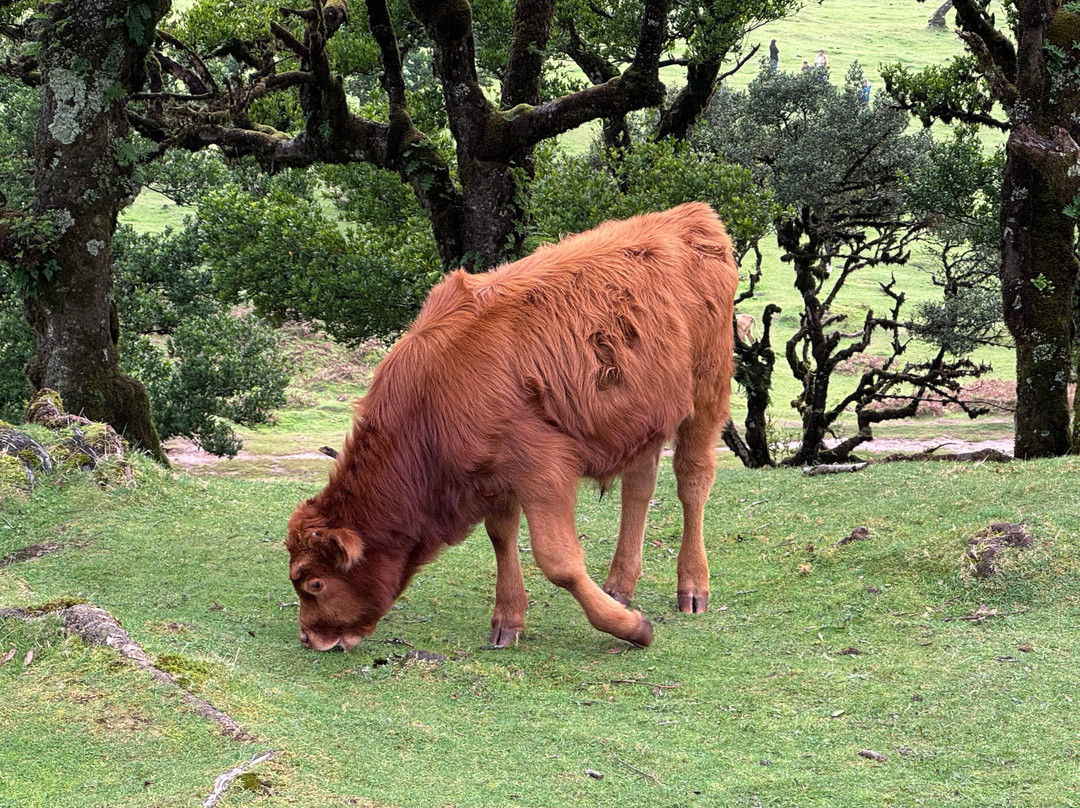 Posto Florestal Fanal-莫尼什港必去景点