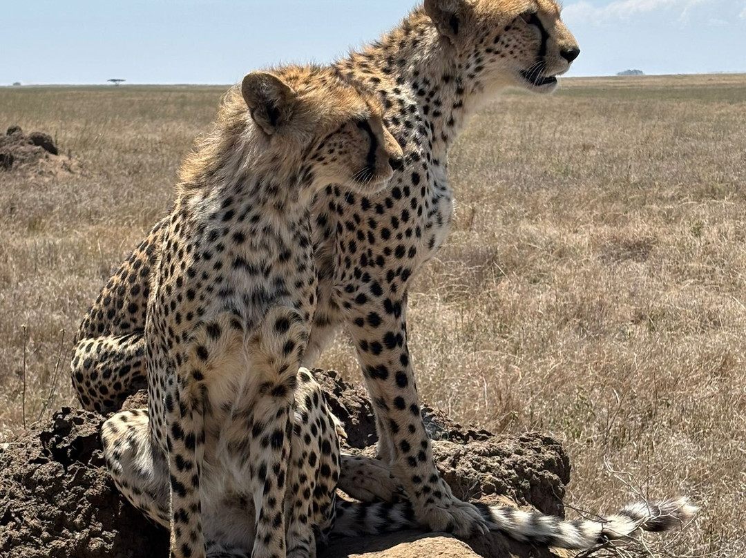 Unlimited Expeditions - The Soul Of Tanzania-阿鲁沙必去景点