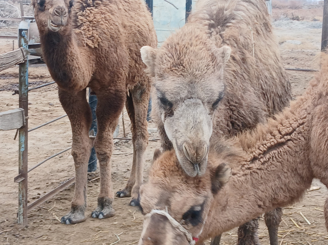 Ayimtour Travel Agency-Nukus必去景点