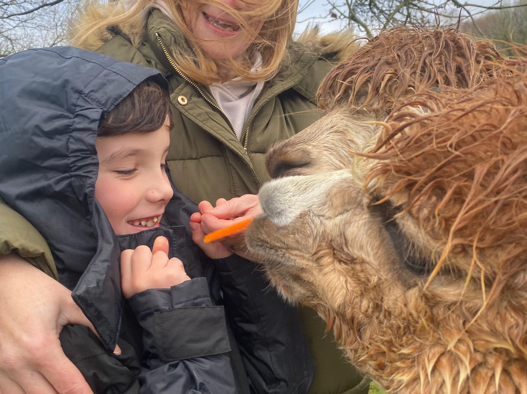 Woolly Experiences, Nercwys, Mold-Mold必去景点