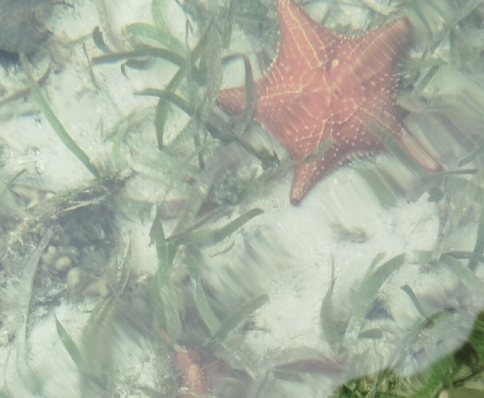 Starfish Beach-博卡斯镇必去景点