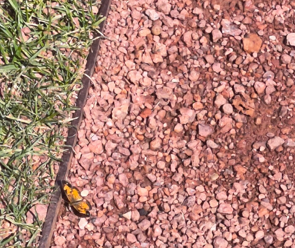 Jackson Park's Japanese Garden-芝加哥必去景点