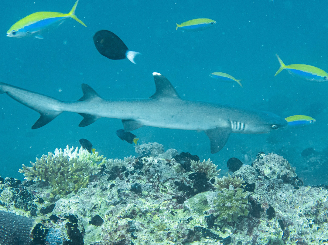 DivePoint Rannalhi-绚丽岛必去景点