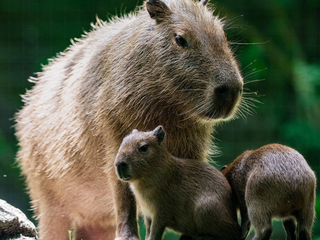 Zoo de Martinique-Le Carbet必去景点