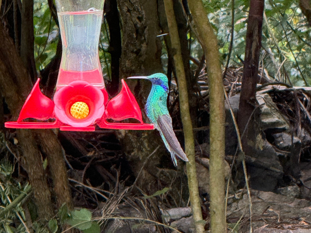 Santuario de colibríes - Ensifera Ensifera-乌鲁班巴必去景点
