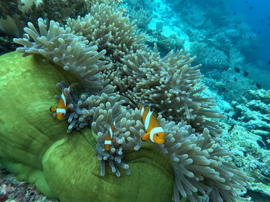 Tb Menjangan Dive Center-布莱伦必去景点