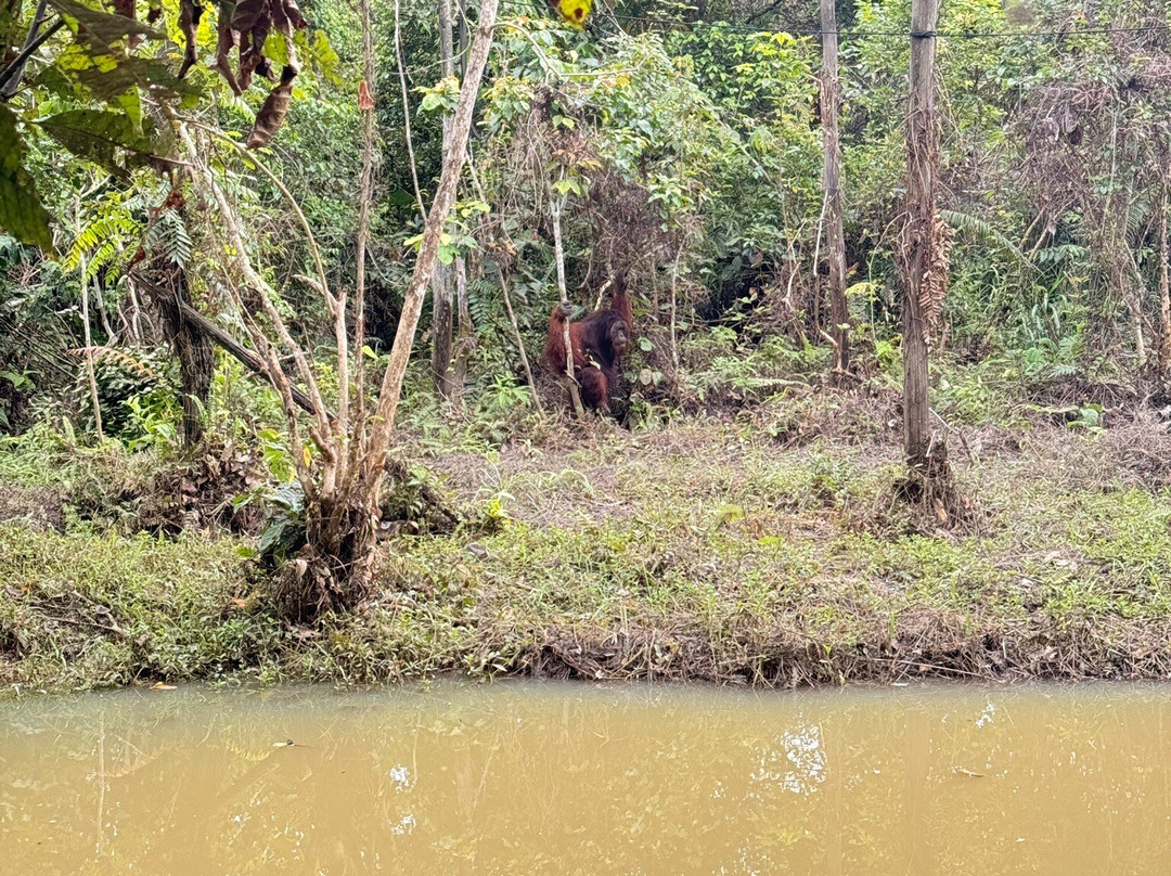 Kalimantan Tour Guide-巴厘巴板必去景点