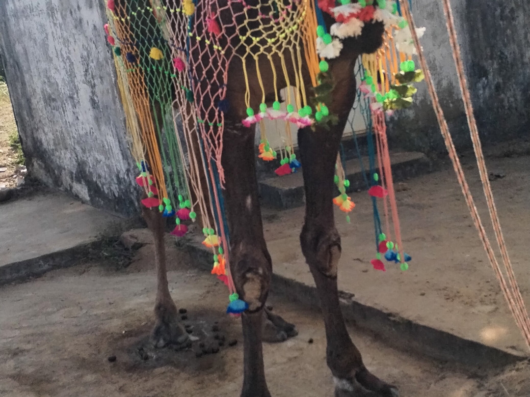 The Pugmark Resort主图