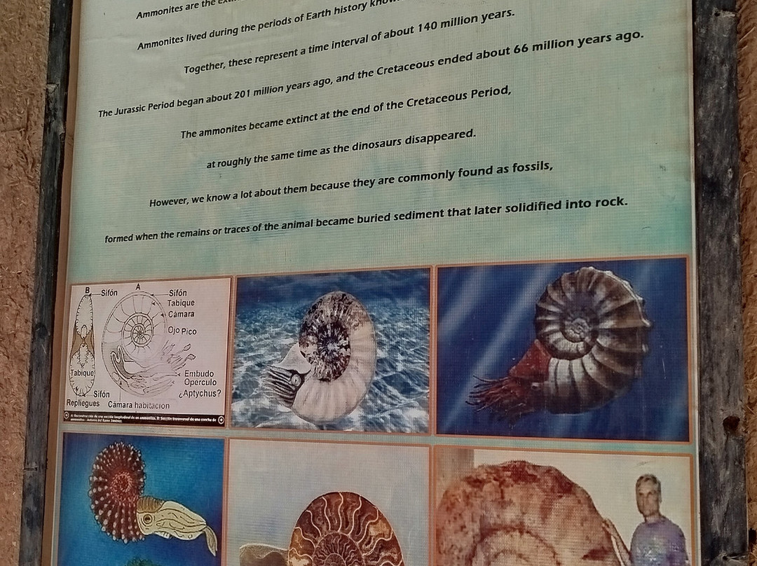 Fossiles d'Erfoud-Erfoud必去景点