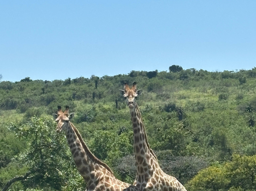 Zulu Safaris-德班必去景点