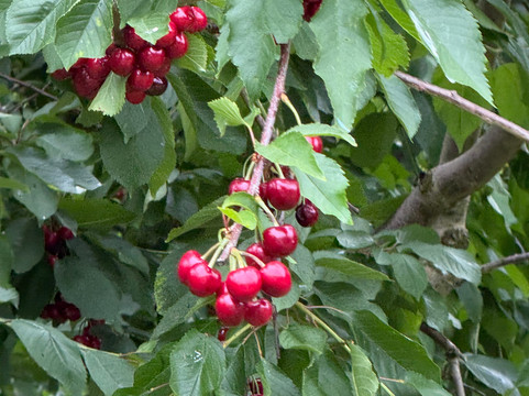 Jackson Orchards-克伦威尔镇必去景点