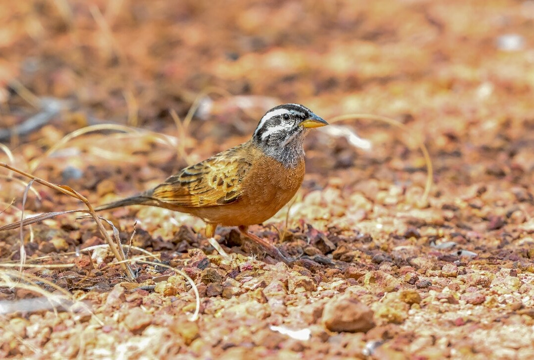 Bird Watching Tours Gambia-Bakau必去景点