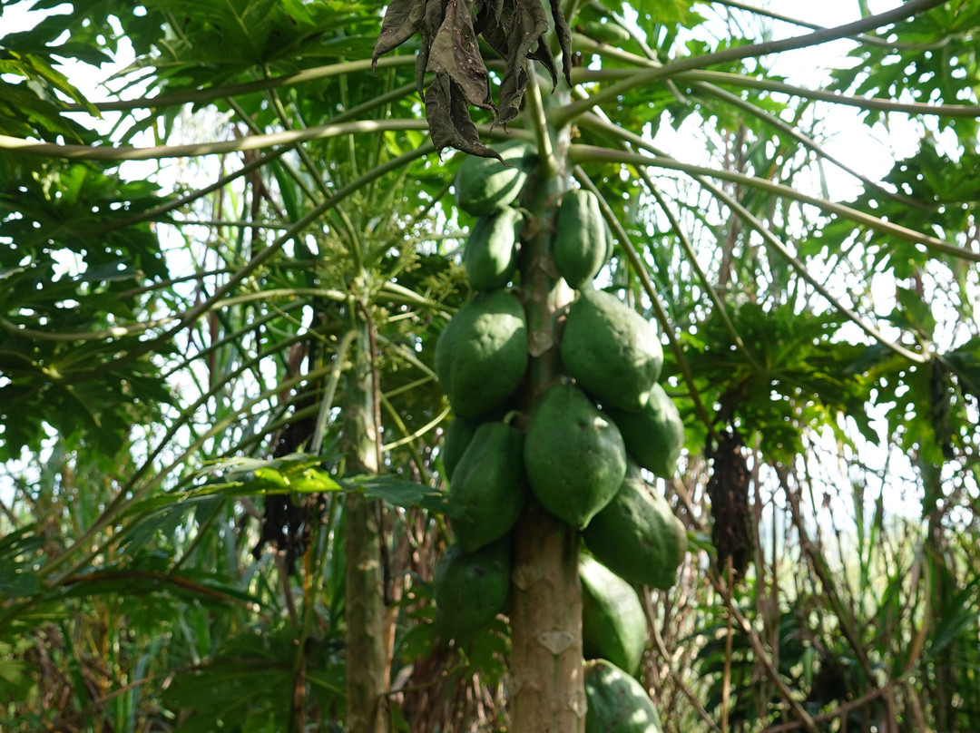 Beyond the Gorillas Experience-Ruhengeri必去景点