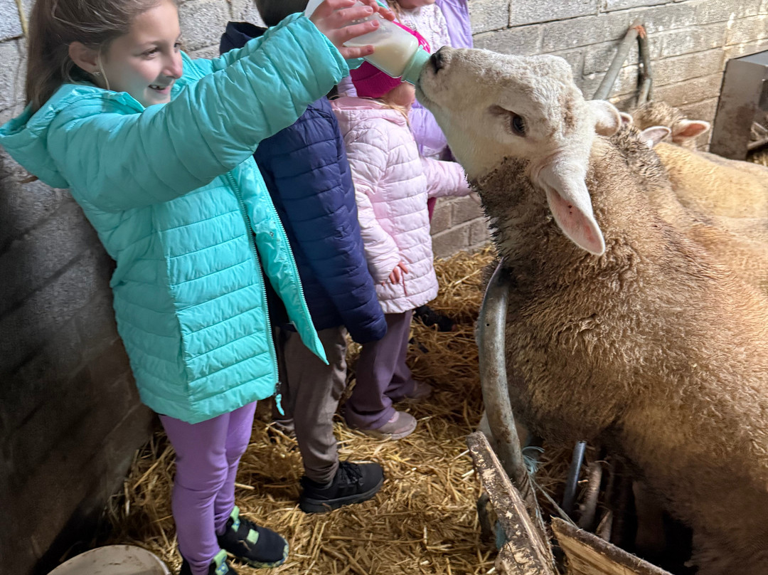 Hold A Baby Lamb-Glanfahan必去景点