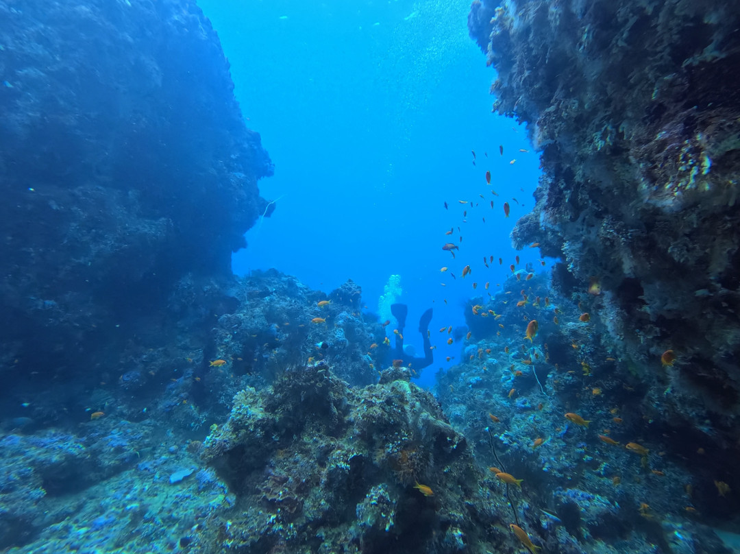 Mafia Island Diving-马菲亚岛必去景点