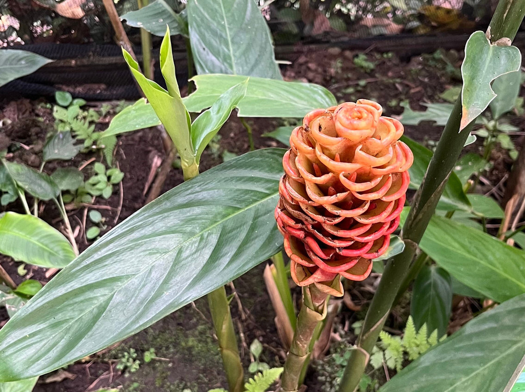 Spirogyra Butterfly Garden-圣何塞必去景点