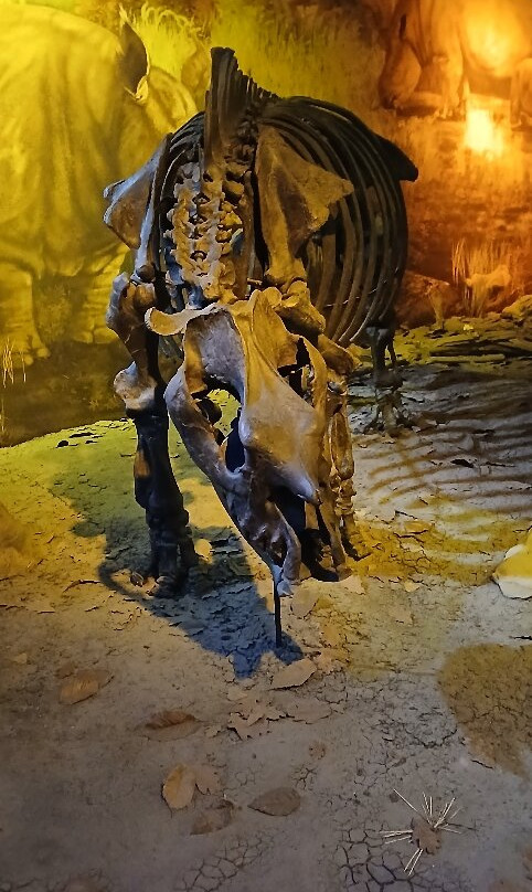 Gray Fossil Site-Gray必去景点