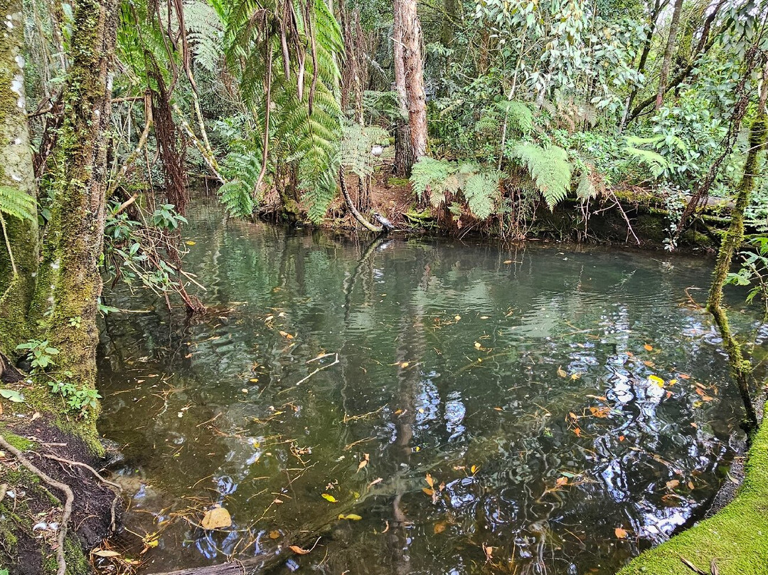 Rogitama Biodiversidad-Arcabuco必去景点