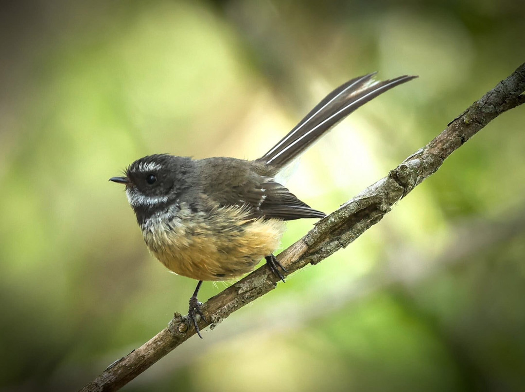 St Anne's Lagoon-Cheviot必去景点