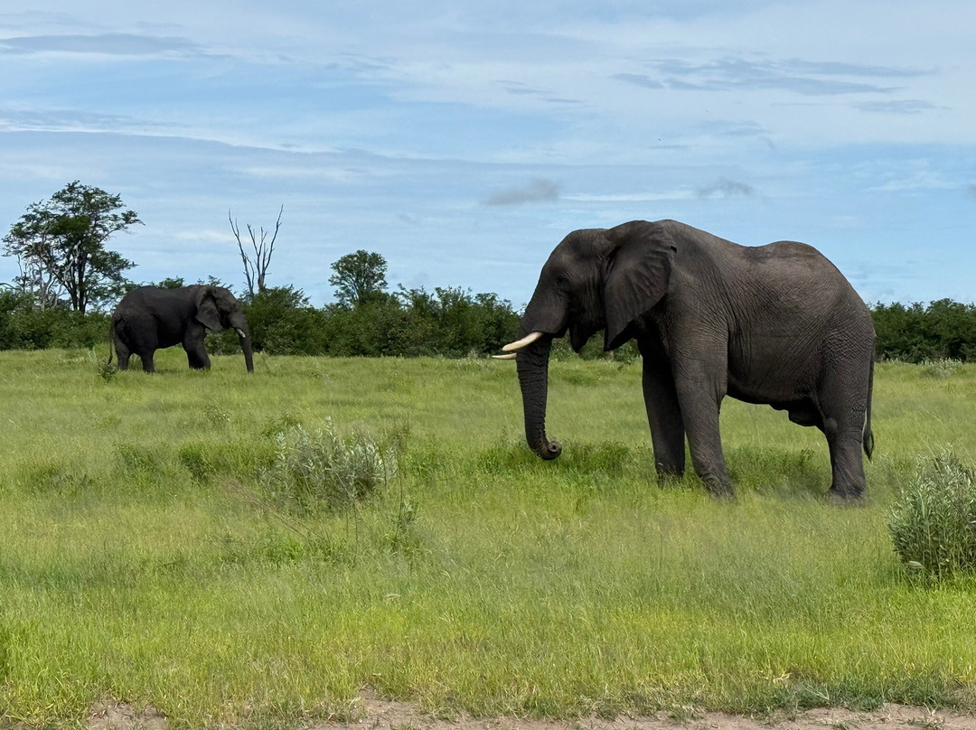 Historic Mobile Safari-null必去景点