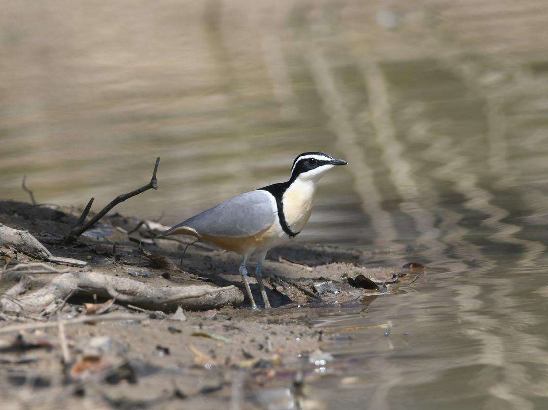 Turaco Birdwatching and Expedition Tours-Bijilo必去景点