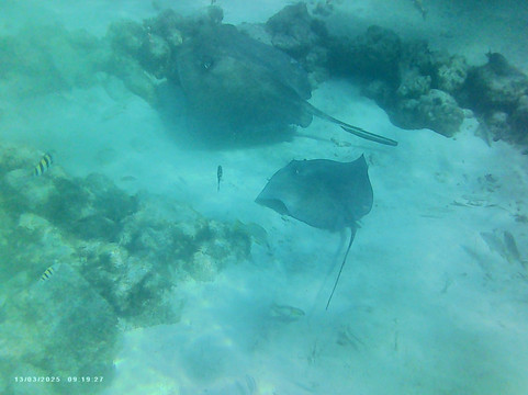 Capt. Marvin's-大开曼岛必去景点