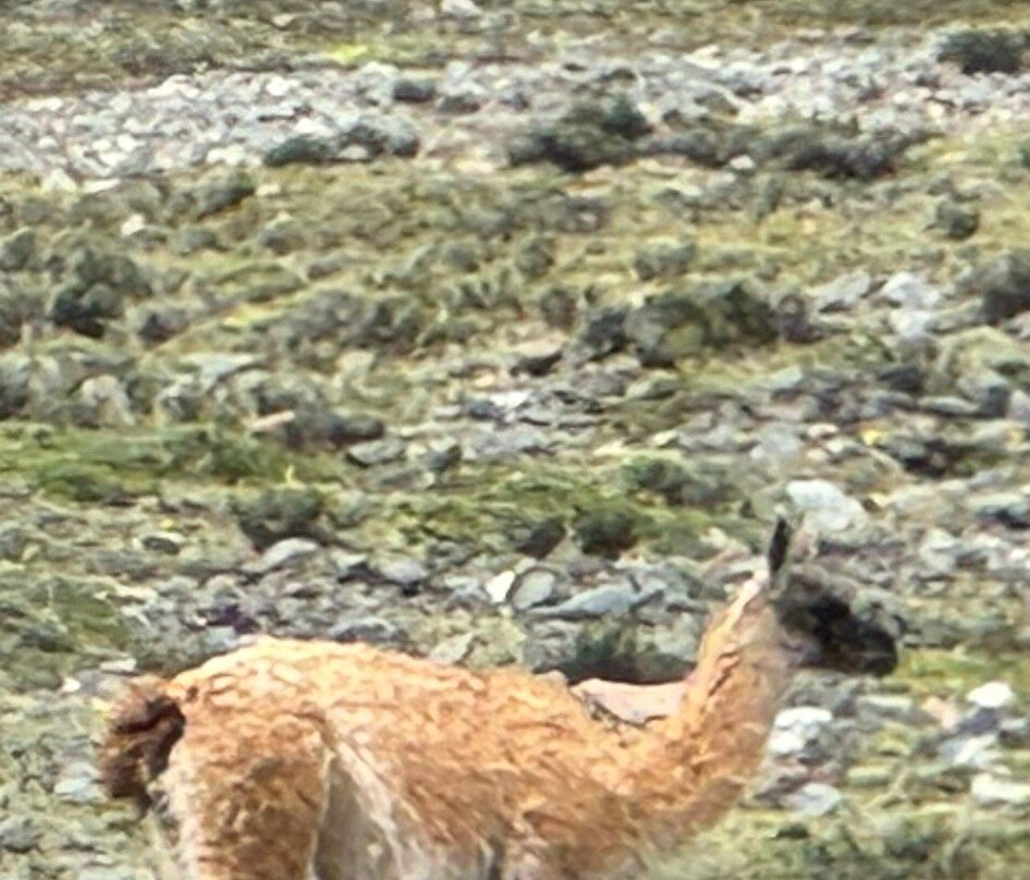 Colanguil Adventure & Expeditions-路冉得库约必去景点