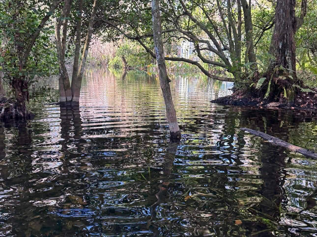 Clyde Butcher's Big Cypress Gallery-奥乔皮必去景点