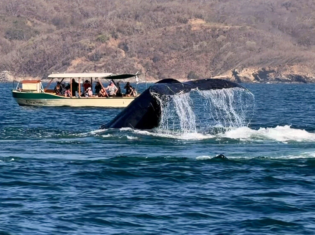 Ocean Friendly Whale Watching Tours-瓦拉塔港必去景点