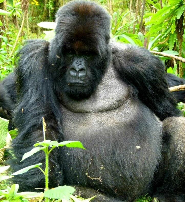 Ongeri Expeditions-Luxury Safaris-Karen必去景点