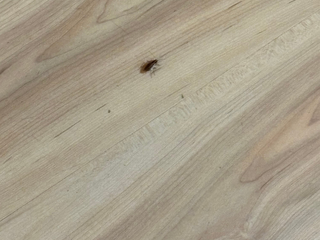 Red Roof Inn Chicago - O'Hare Airport / Arlington Hts主图