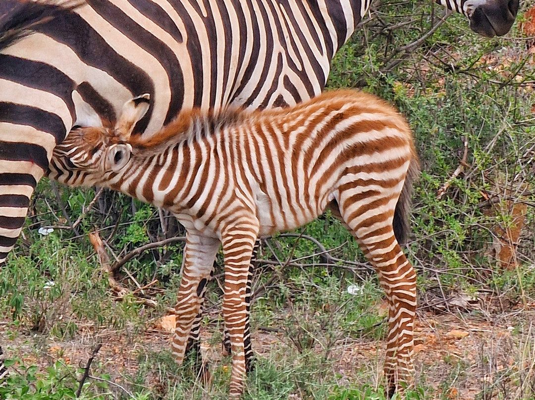 Abdull Safari Kenya-瓦塔木必去景点