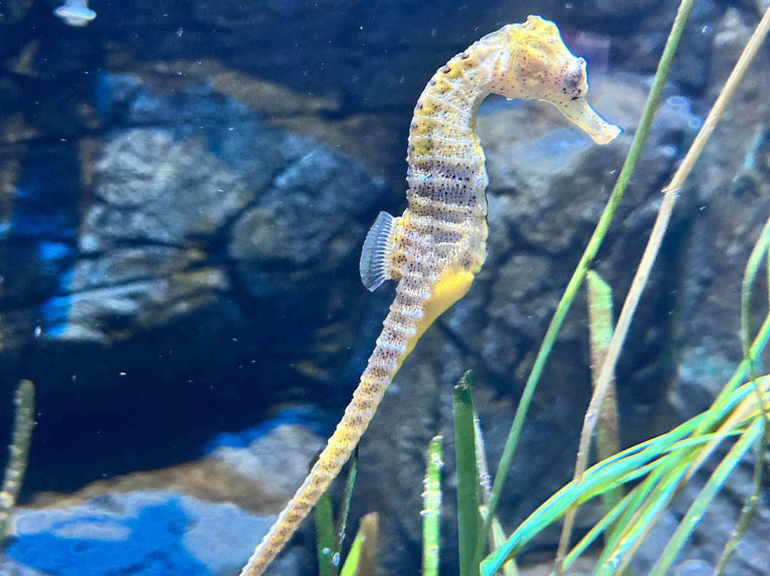 SEA LIFE Hunstanton-Hunstanton必去景点