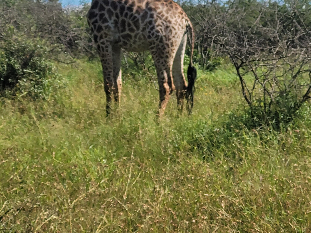 EuroZulu Guided Tours & Safaris-圣露西亚必去景点