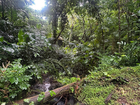巨人的沉睡花园-纳迪市必去景点