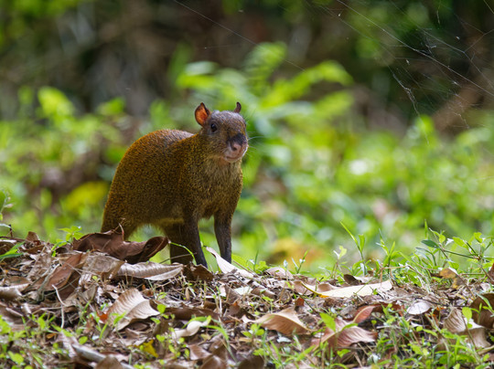 La Kukula Lodge主图