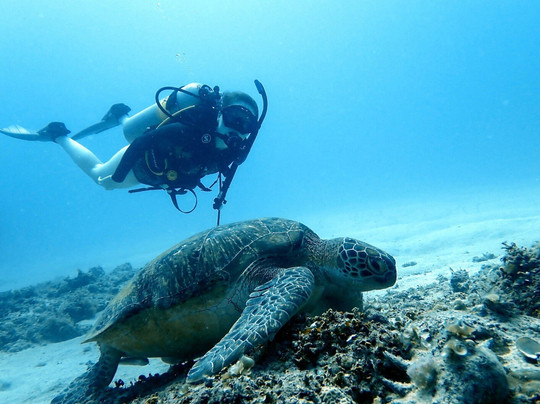 Orca Dive Club - Pereybere-Pereybere必去景点