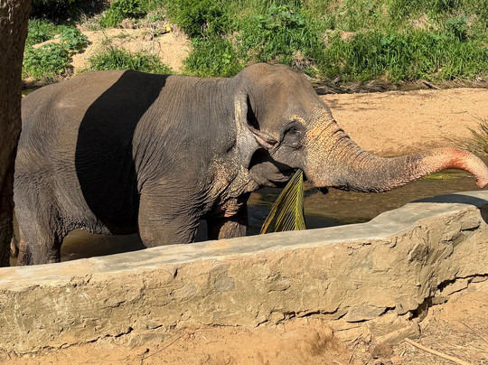 Elephant Freedom Project-凯格勒 必去景点