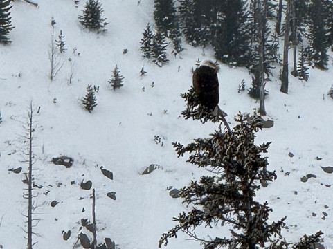 Yellowstone Expeditions-西黄石镇必去景点