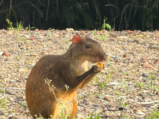 Top Travel Costa Rica-圣何塞必去景点