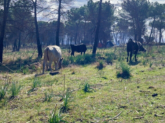 La Foret du Djebel Ouahch-君士坦丁必去景点